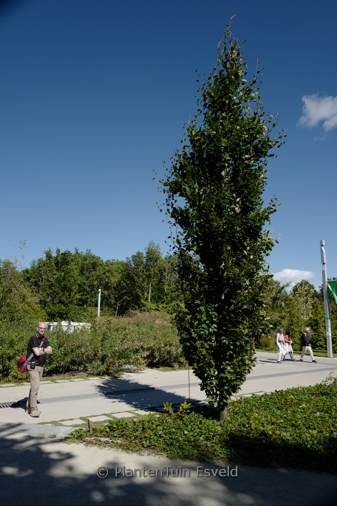 Fagus orientalis ‚Iskander‘