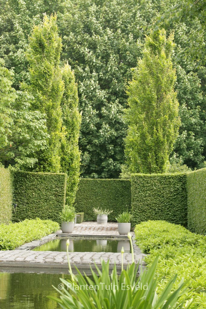 Fagus sylvatica ‚Dawyck Gold‘