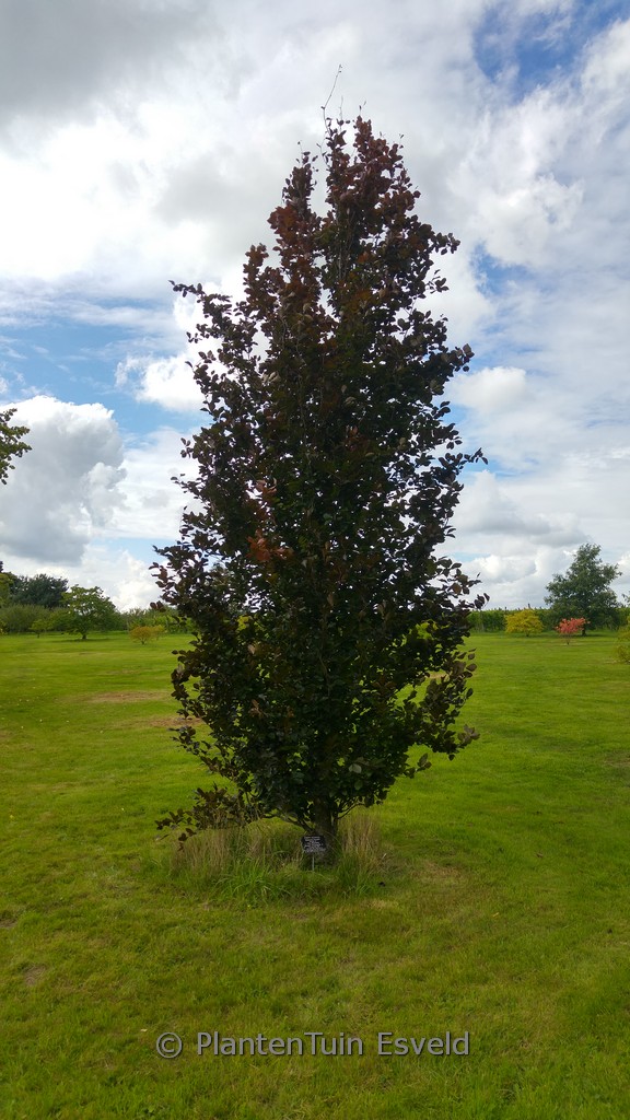 Fagus sylvatica ‚Dawyck Purple‘