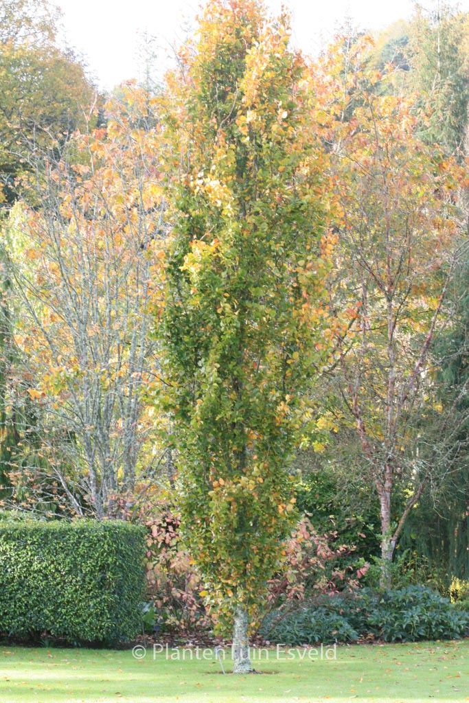 Fagus sylvatica ‚Dawyck‘