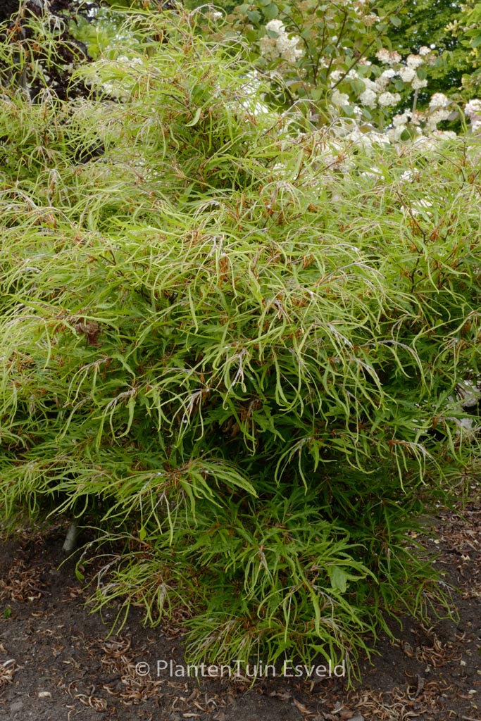 Fagus sylvatica ‚Mercedes‘