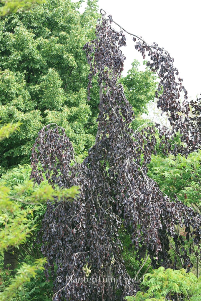 Fagus sylvatica ‚Purple Fountain‘