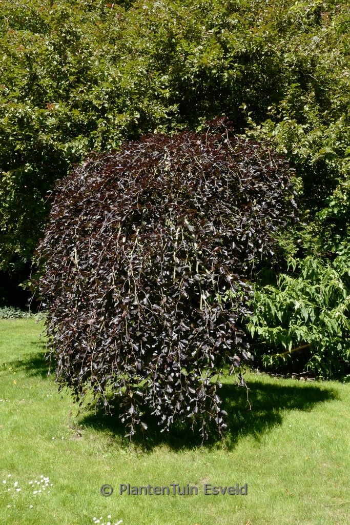 Fagus sylvatica ‚Purpurea Pendula‘
