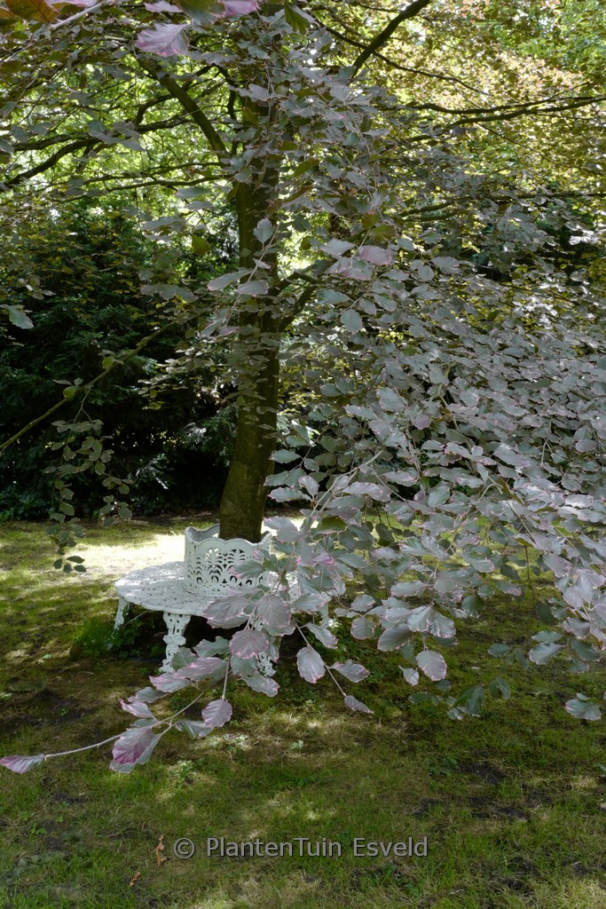 Fagus sylvatica ‚Purpurea Tricolor‘