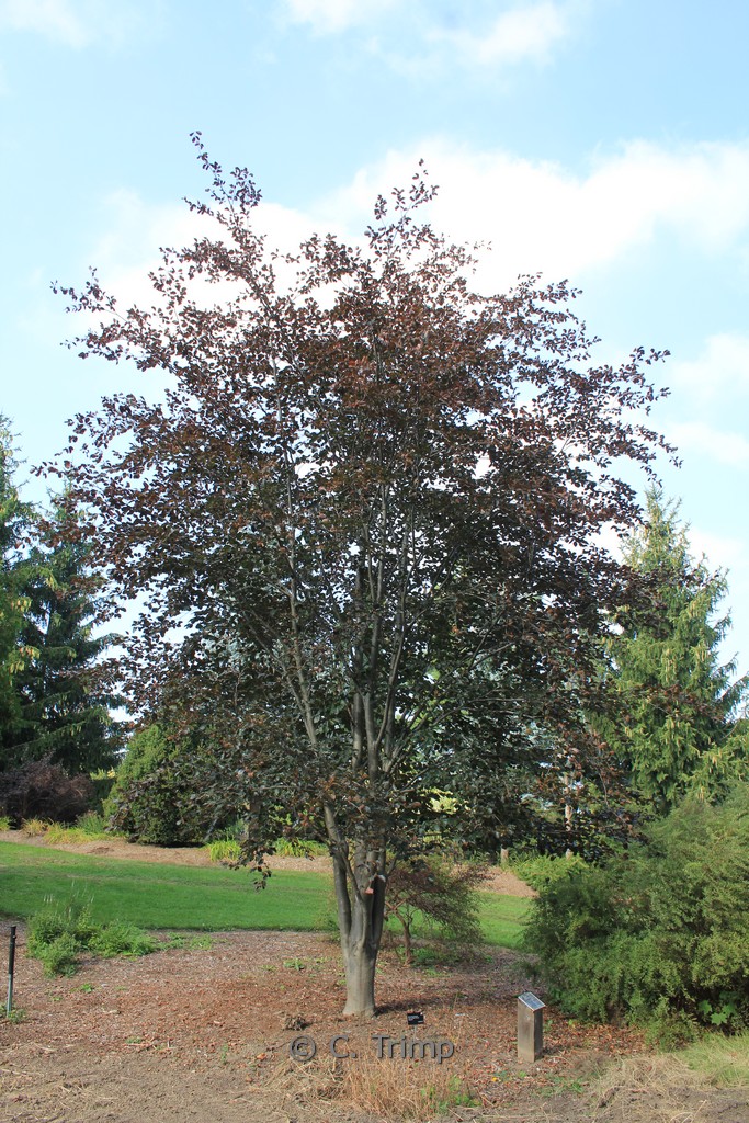 Fagus sylvatica ‚Riversii‘