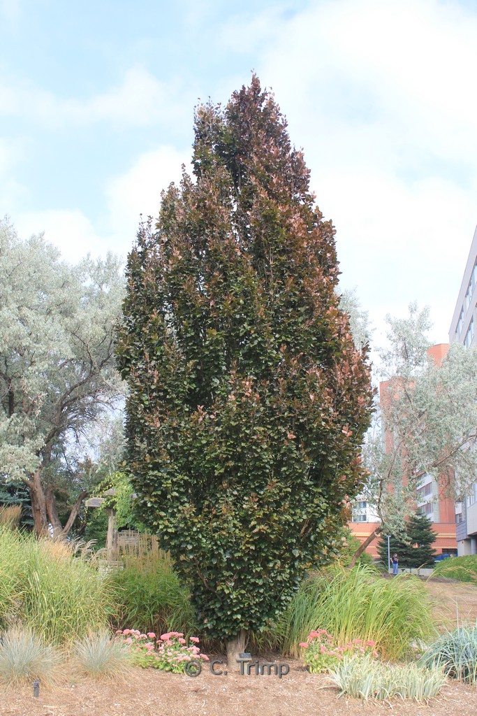 Fagus sylvatica ‚Rohan Obelisk‘