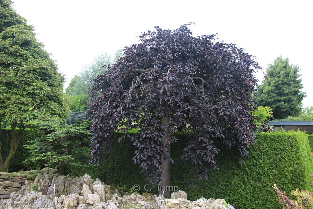 Fagus sylvatica ‚Rohan Weeping‘