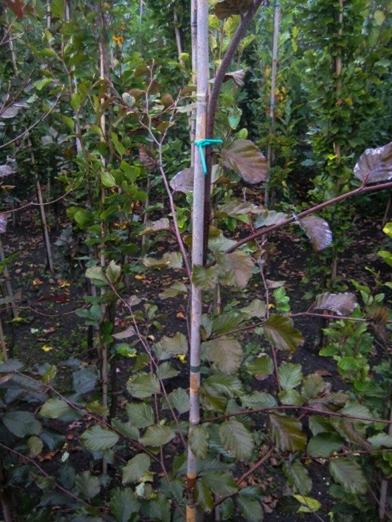 Fagus sylvatica ‚Swat Magret‘