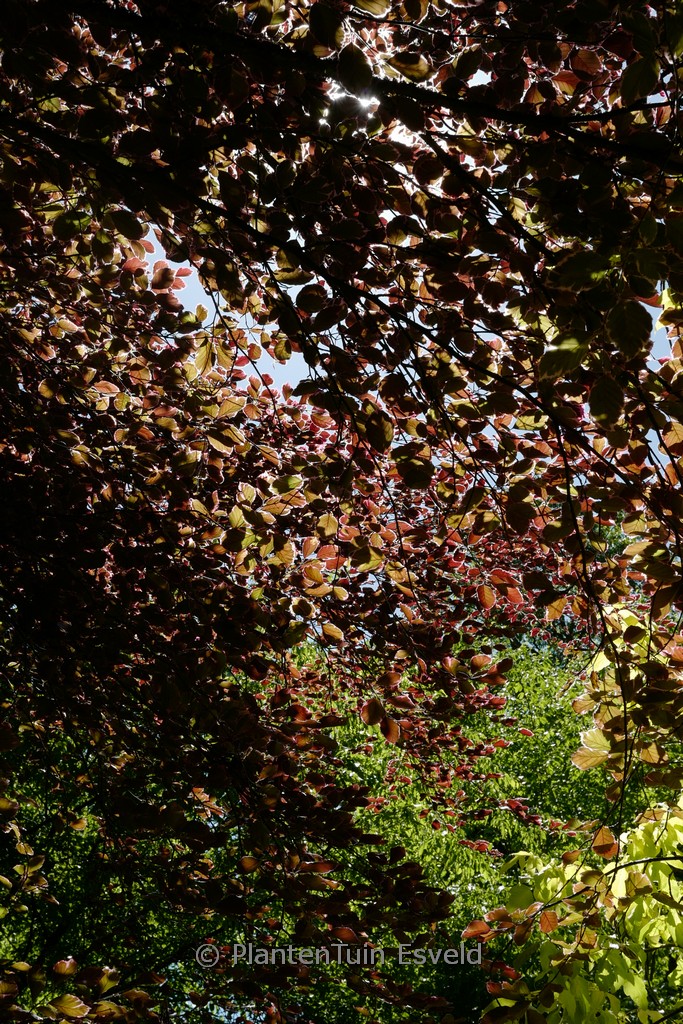 Fagus sylvatica ‚Tricolor‘