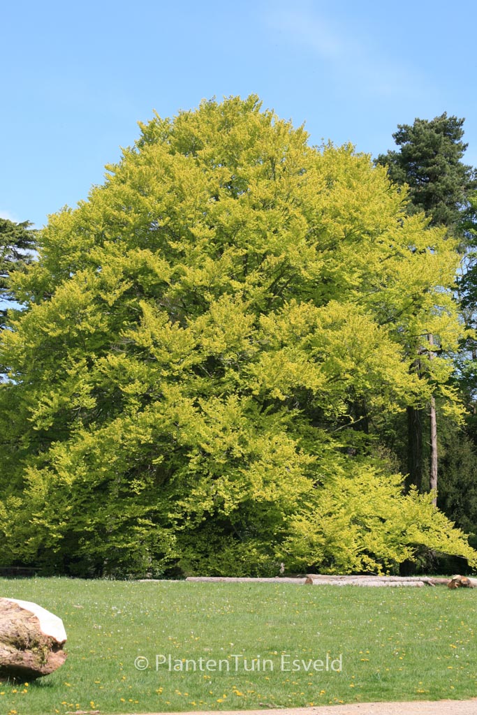 Fagus sylvatica ‚Zlatia‘