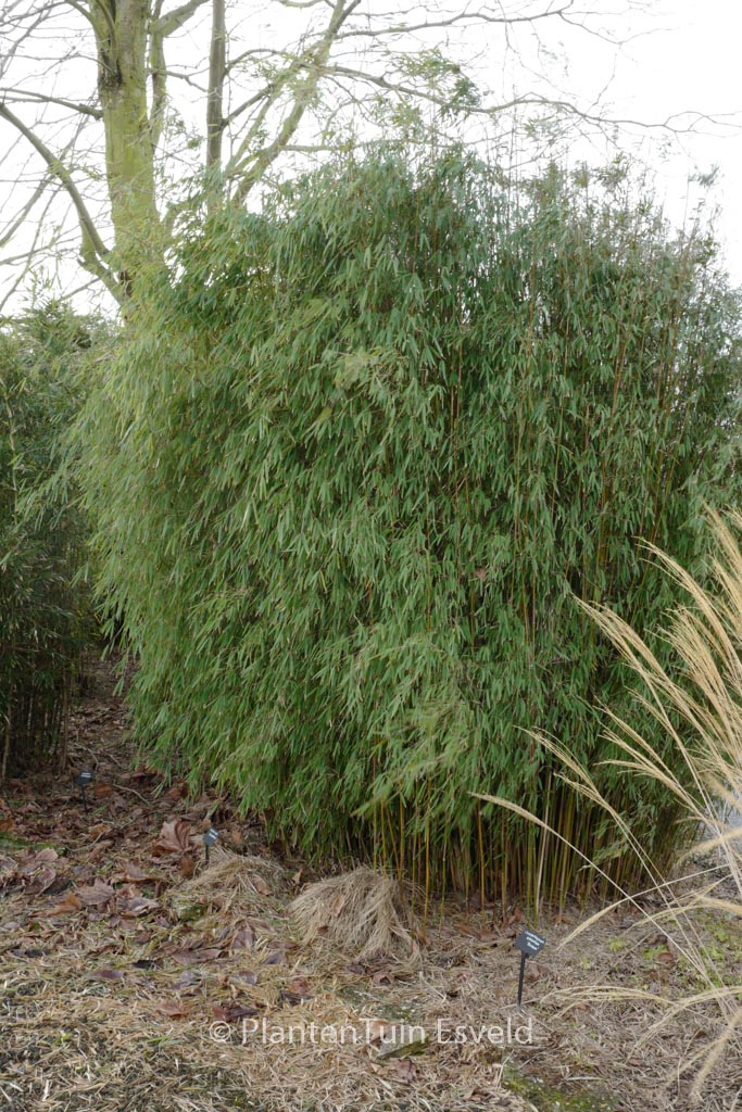 Fargesia ‚Jiu‘ (‚Jiuzhaigou 1‘)