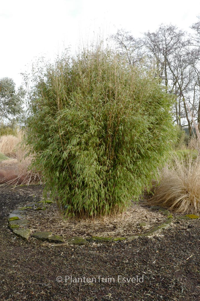 Fargesia ‚Obelisk‘