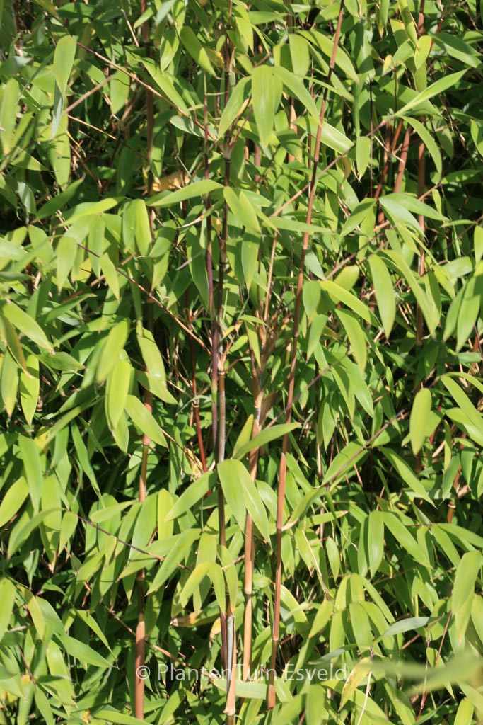 Fargesia ‚Viking‘