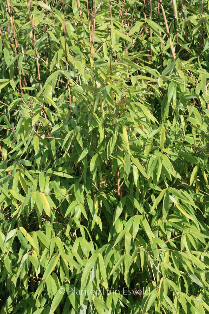 Fargesia ‚Winter Joy‘