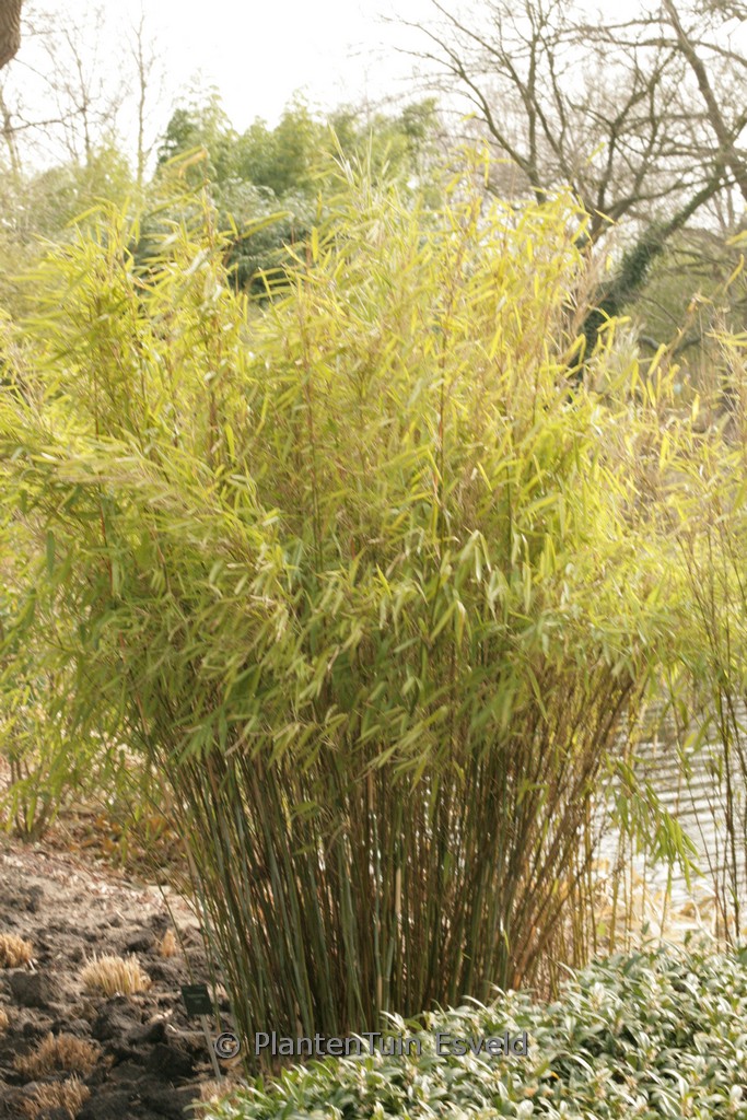 Fargesia murielae ‚Jumbo‘