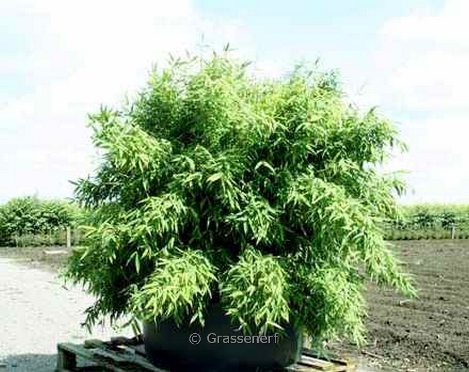 Fargesia murielae ‚Lava‘