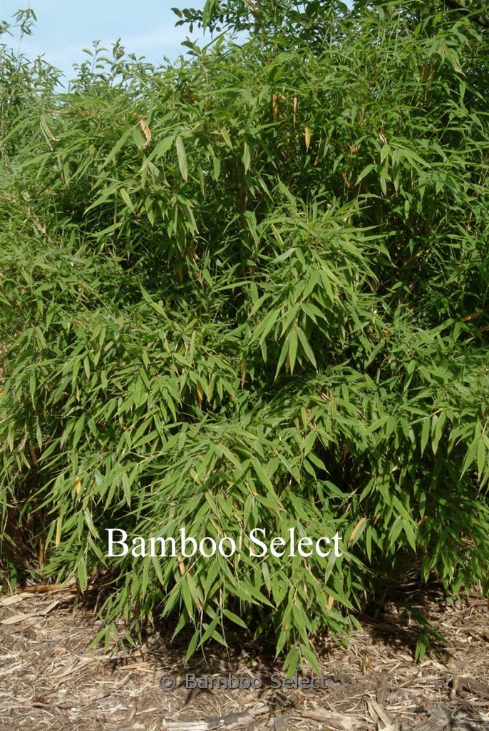 Fargesia murielae ‚Simba‘