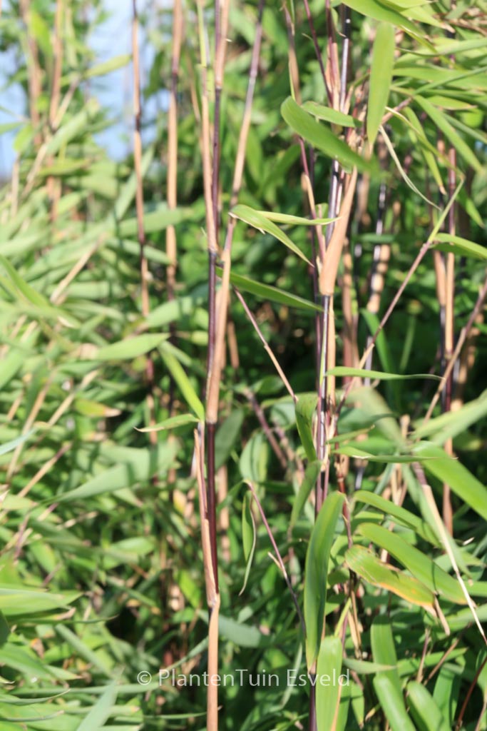 Fargesia nitida ‚Black Pearl‘