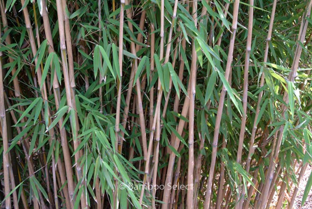 Fargesia nitida ‚Nymphenburg‘