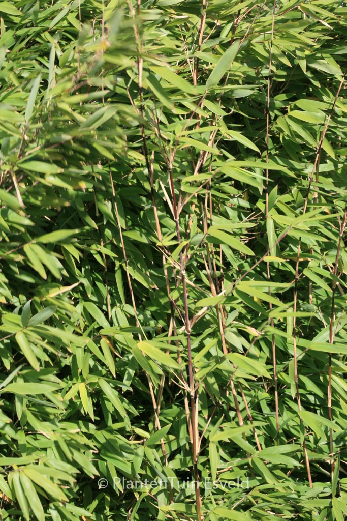 Fargesia nitida ‚Pillar‘