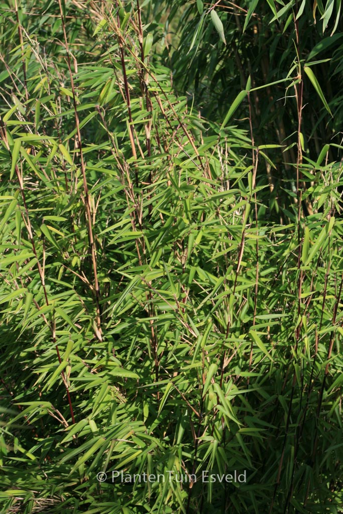 Fargesia nitida ‚Shadow Light‘