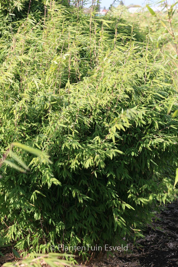 Fargesia nitida ‚Volcano‘