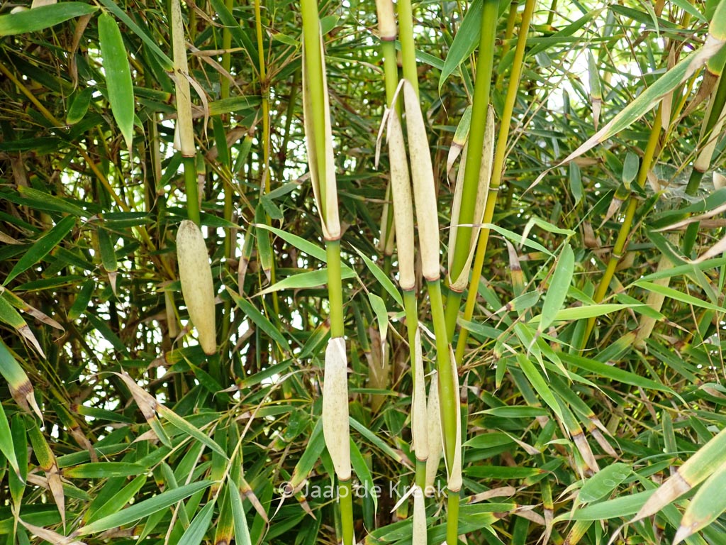 Fargesia robusta ‚Campbell‘