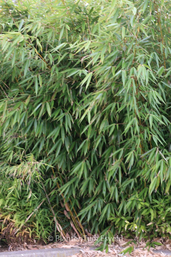 Fargesia robusta ‚Wolong‘