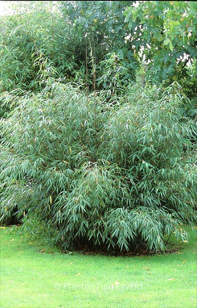 Fargesia scabrida ‚Asian Wonder‘