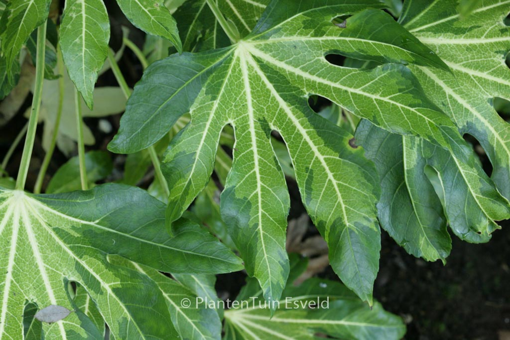 Fatsia japonica ‚Variegata‘
