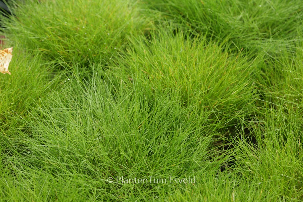 Festuca gautieri ‚Pic Carlit‘