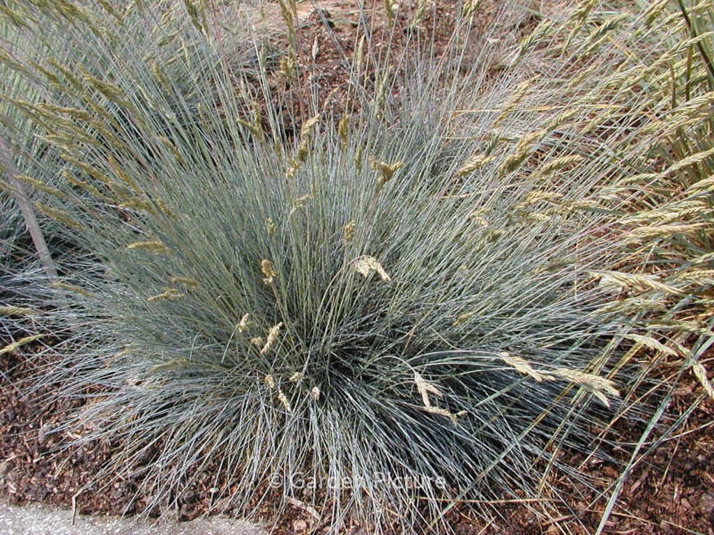 Festuca glauca ‚Azurit‘