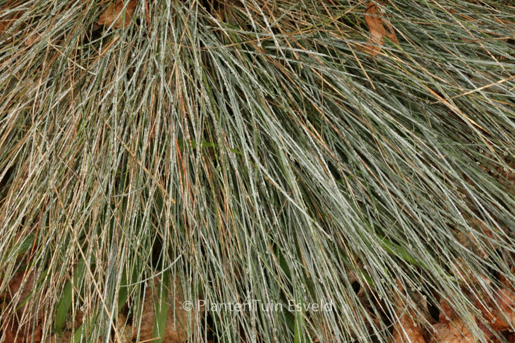 Festuca glauca ‚Blauglut‘