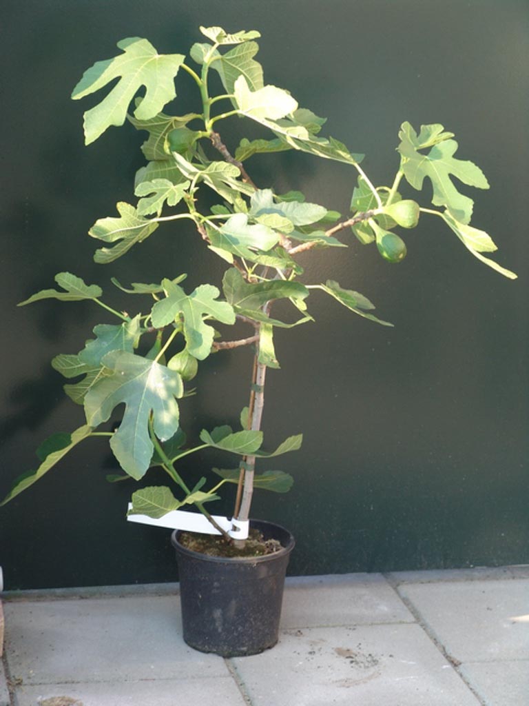 Ficus carica ‚Bornholms Diamant‘