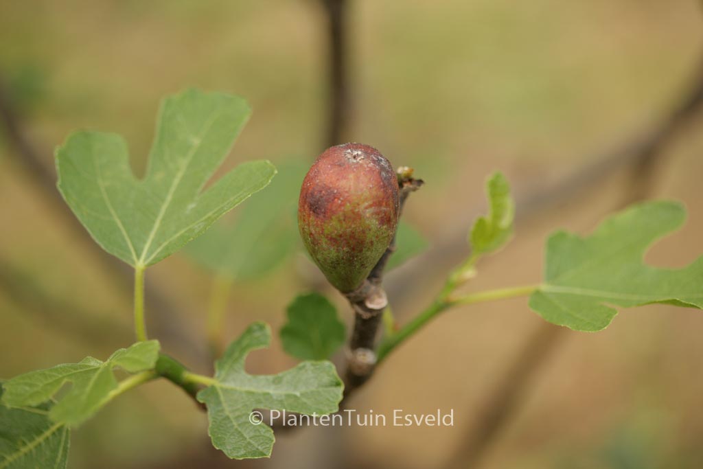 Ficus carica ‚Brown Turkey‘