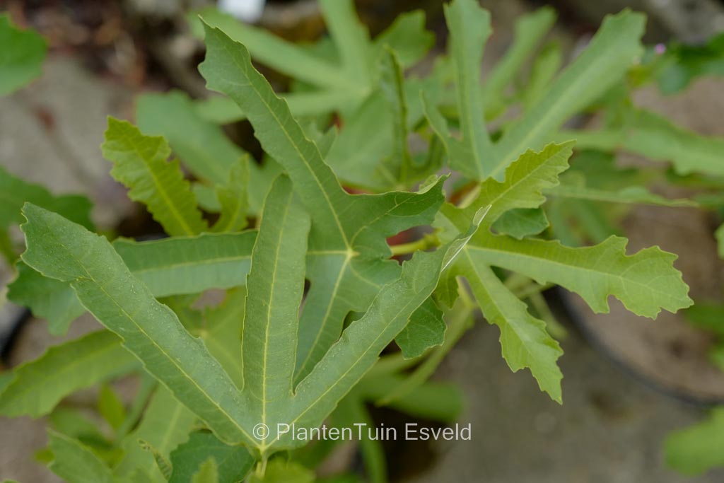 Ficus carica ‚Laciniata‘