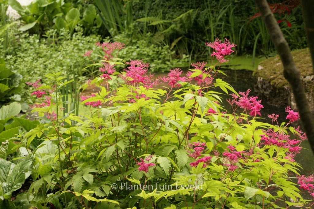 Filipendula ‚Kahome‘