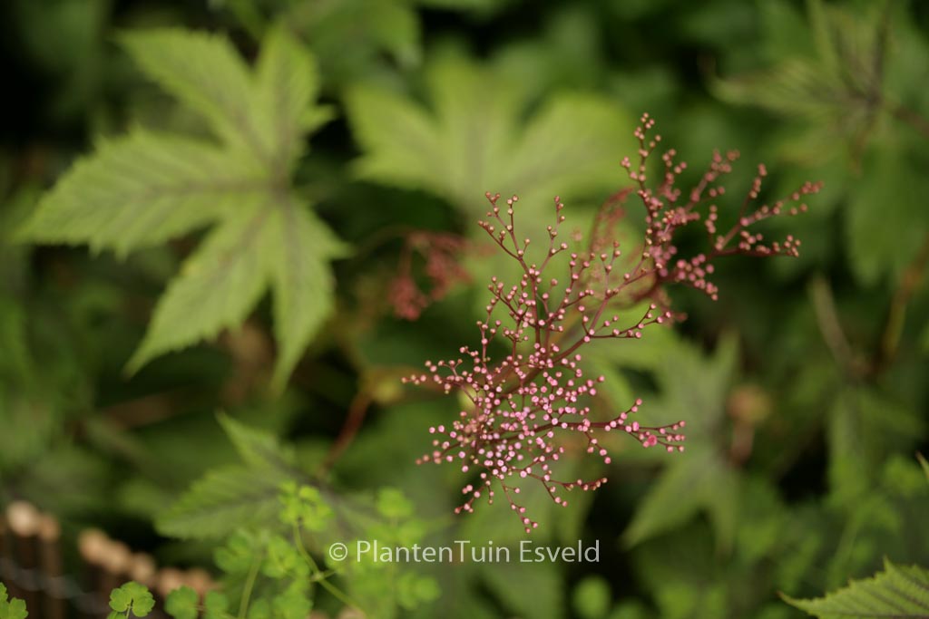 Filipendula ‚Red Umbrellas‘
