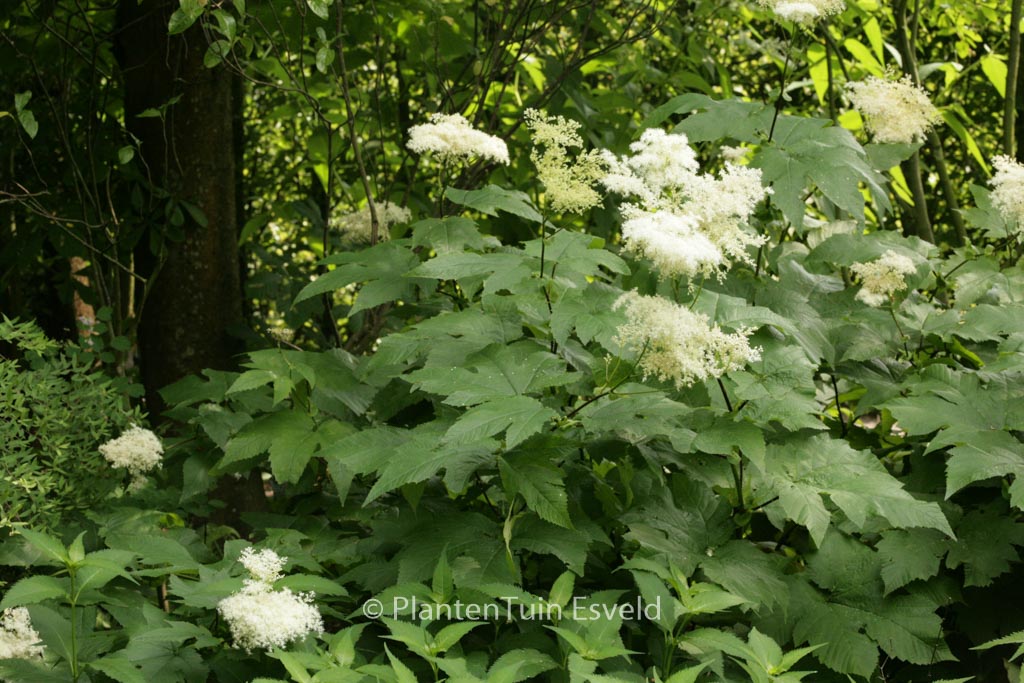 Filipendula kamtschatica