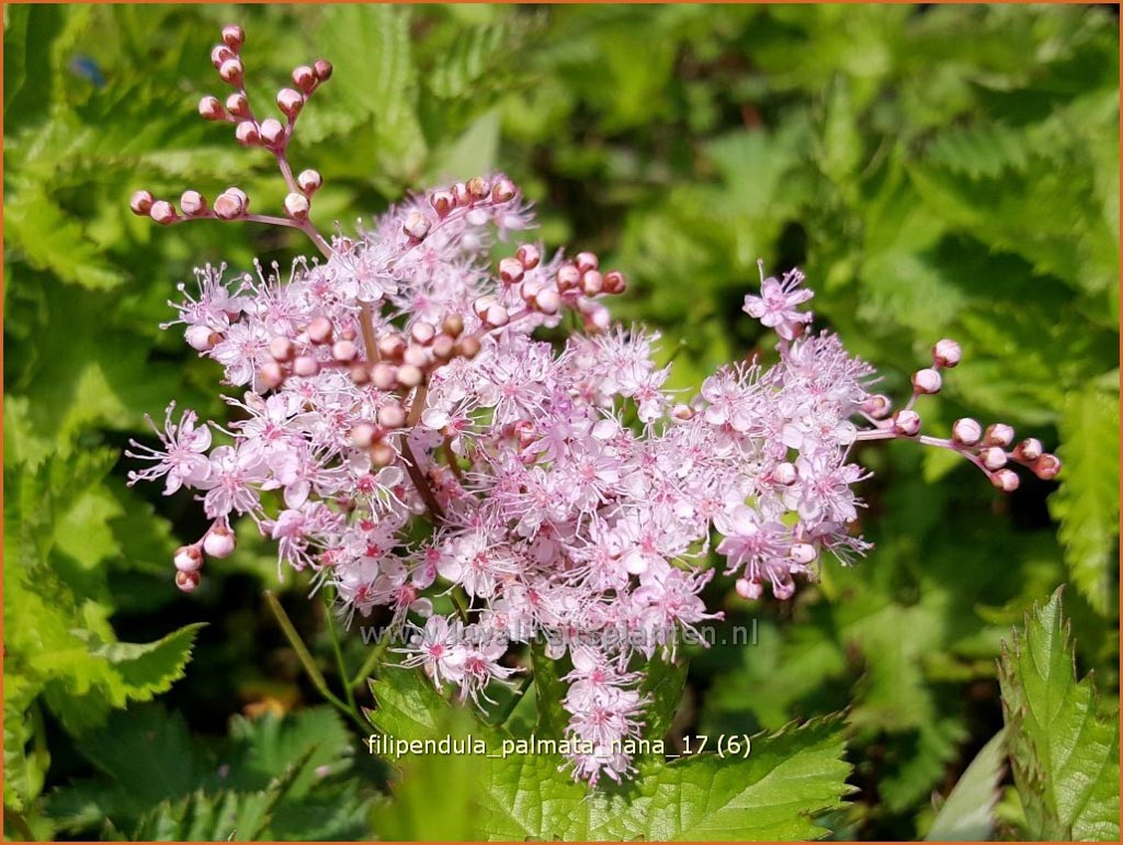 Filipendula palmata ‚Nana‘