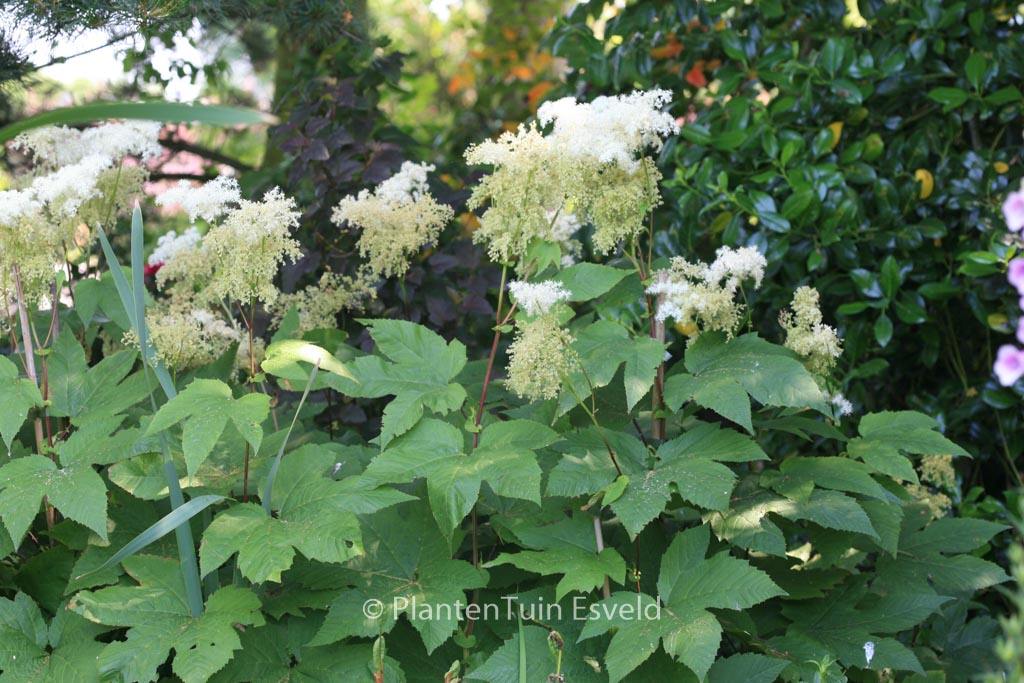 Filipendula purpurea ‚Alba‘