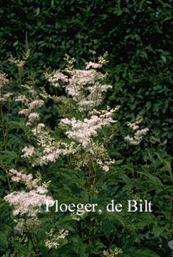 Filipendula purpurea ‚Elegans‘