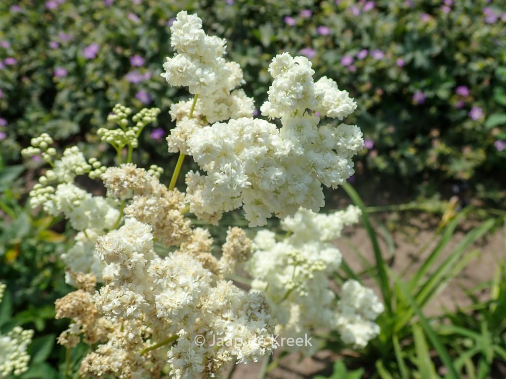 Filipendula ulmaria ‚Plena‘