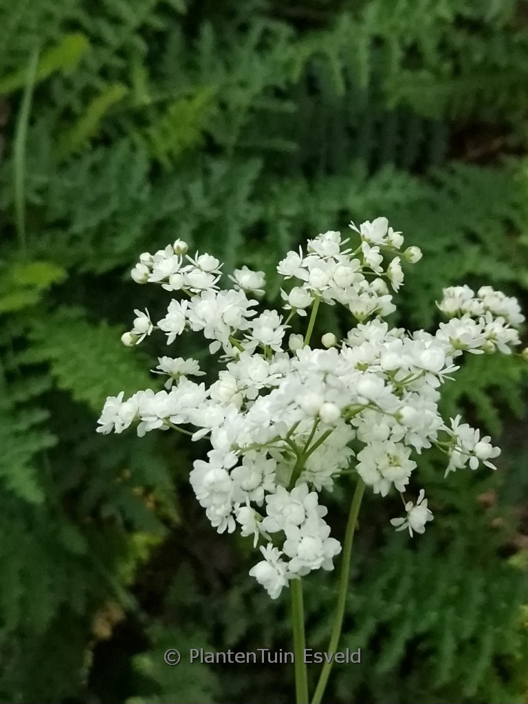 Filipendula vulgaris ‚Multiplex‘