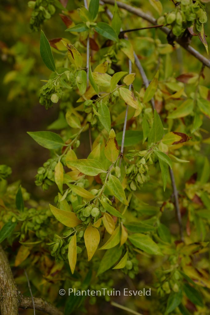 Fontanesia phillyreoides
