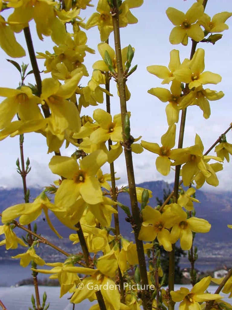 Forsythia intermedia ‚Courtalyn‘ (WEEKEND)