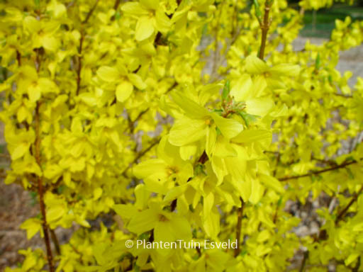 Forsythia intermedia ‚Flojor‘ (MINIGOLD)