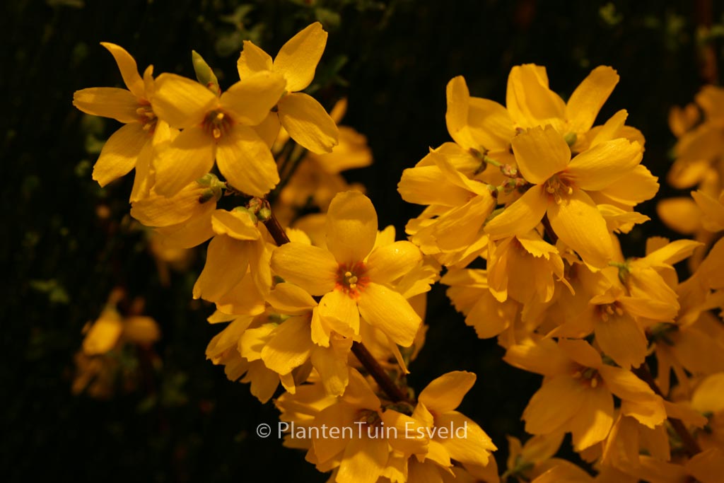 Forsythia intermedia ‚Goldrausch‘