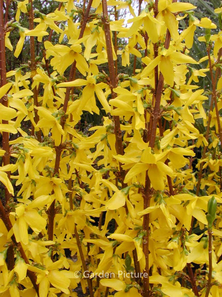 Forsythia intermedia ‚Lynwood‘