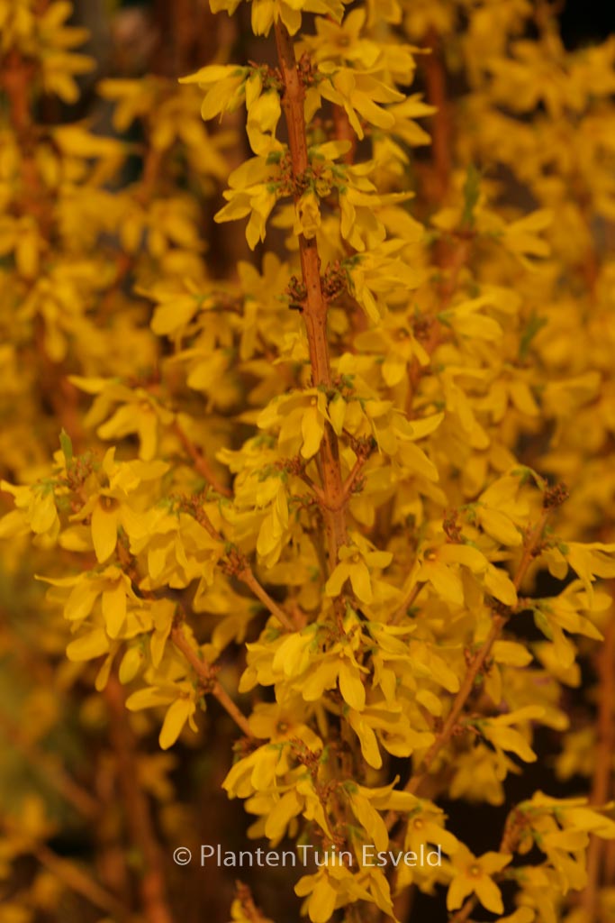 Forsythia intermedia ‚Minfor6‘ (MIKADOR)